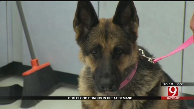 Blood Donor Dogs Help Save Other Dogs’ Lives