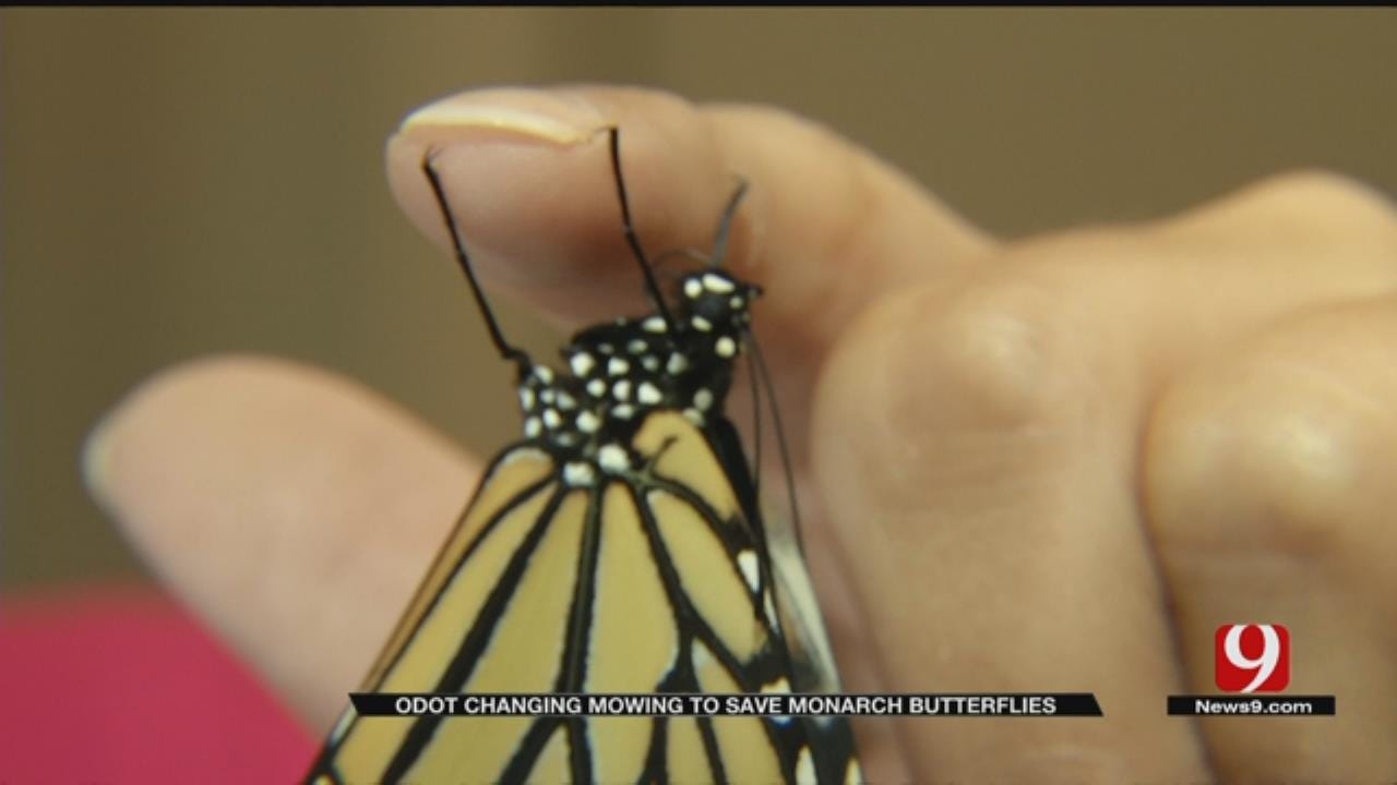 ODOT Changing Mowing To Save Monarch Butterflies