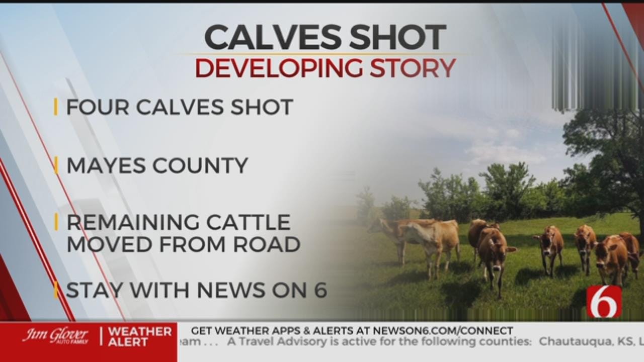 4 Calves Shot And Killed In Mayes County, Investigation Underway