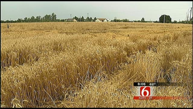 Bumper Crop Expected For Oklahoma Harvest