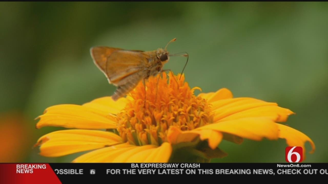 Owners Of Tulsa Butterfly Farm Hoping To Raise Native Population
