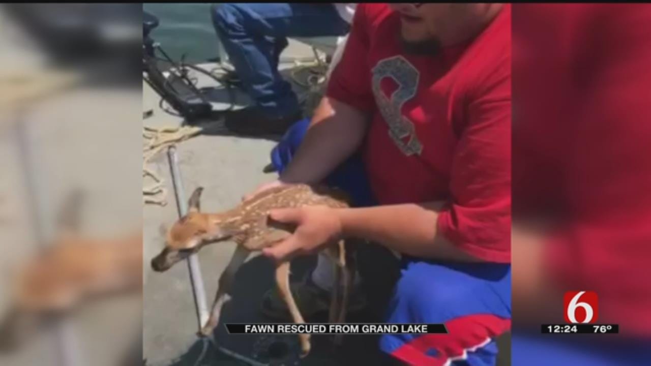 Grand Lake Fawn Rescue Caught On Video