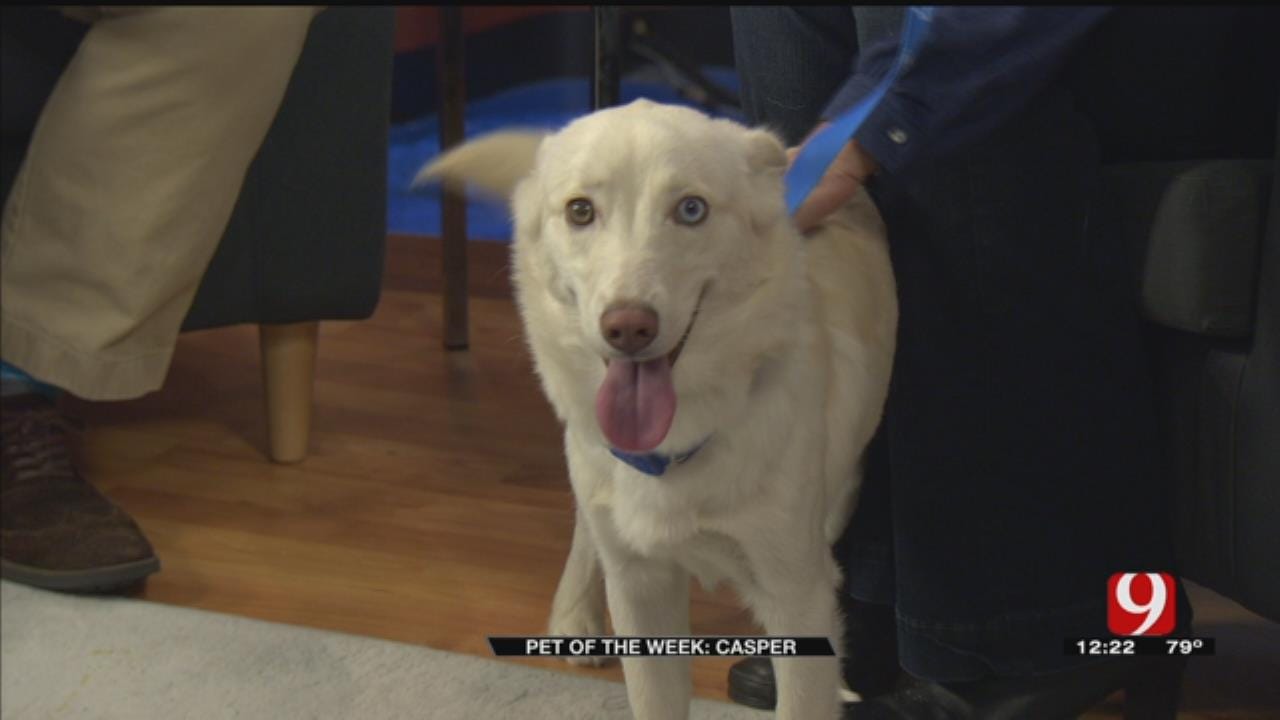 Pet Of The Week: Meet Casper