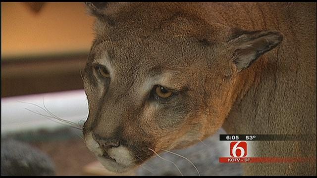 Biologists Study Oklahoma Mountain Lion Population After Latest Sighting