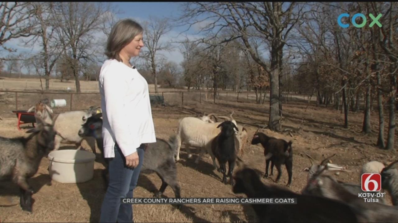 Creek County Ranchers Raise Cashmere Goats