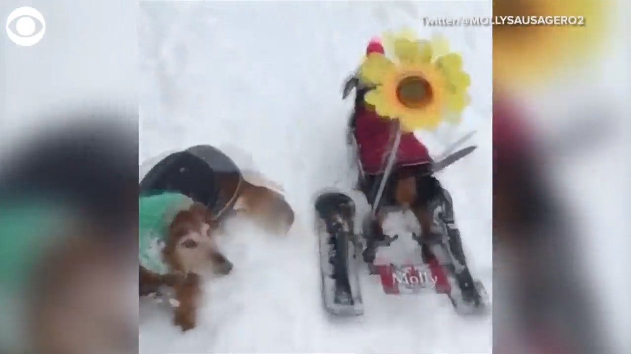 Must See: Paralyzed Dog Is A Skiing Wiz