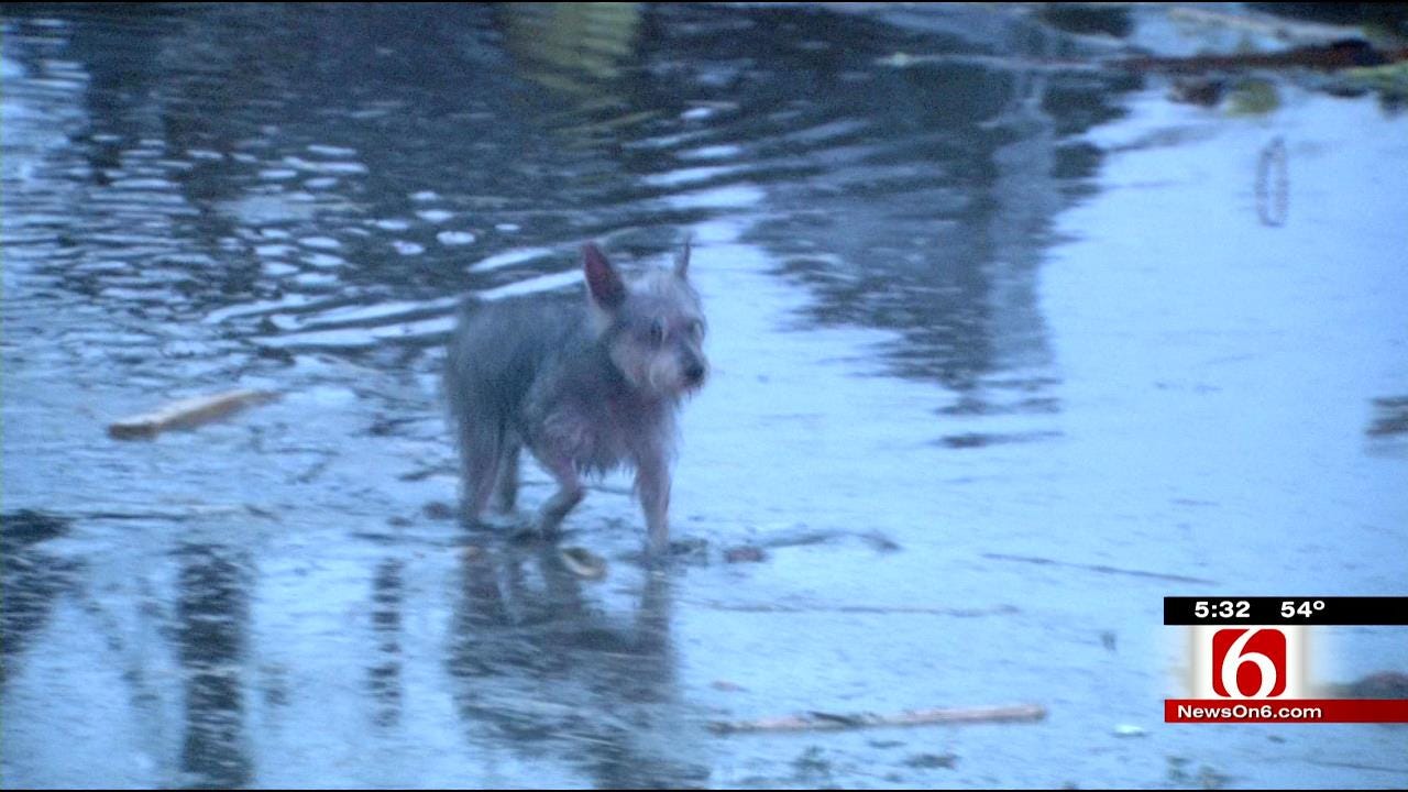 Families Still Searching For Pets After Sand Springs Tornado