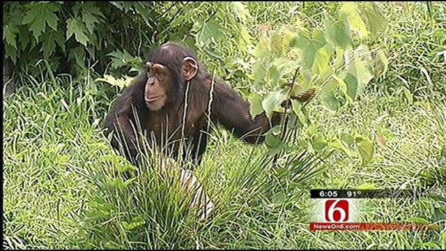 Tulsa Zoo Celebrates Bernsen The Chimp's Birthday