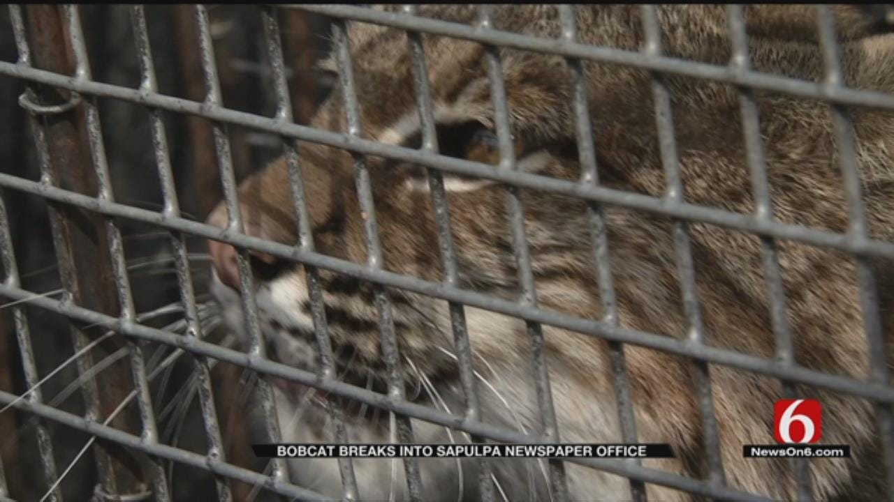 Bobcat Surprises Staff At Sapulpa Herald