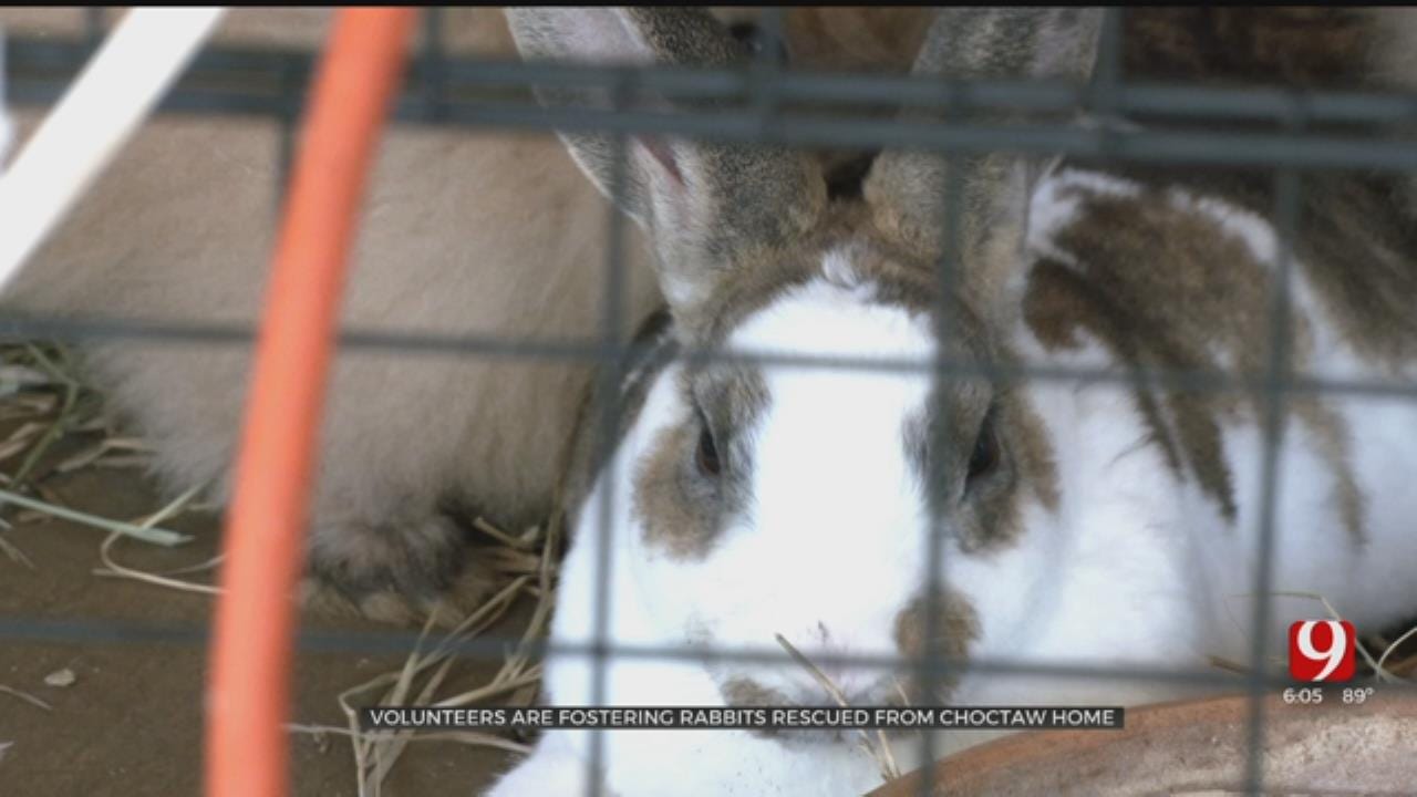 Rabbits Recovering With Help Of Foster Homes After Rescued In Choctaw