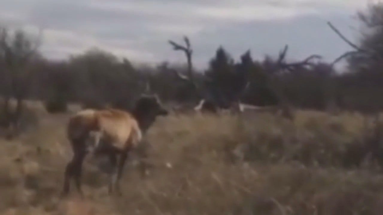 WEB EXTRA: Oklahoma Elk Rescue Caught On Video