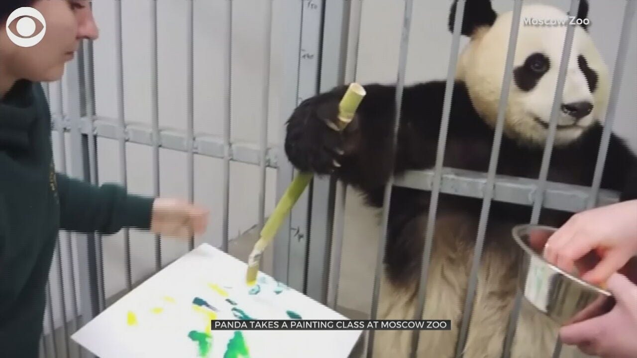 WATCH: Panda Paints Abstract Art