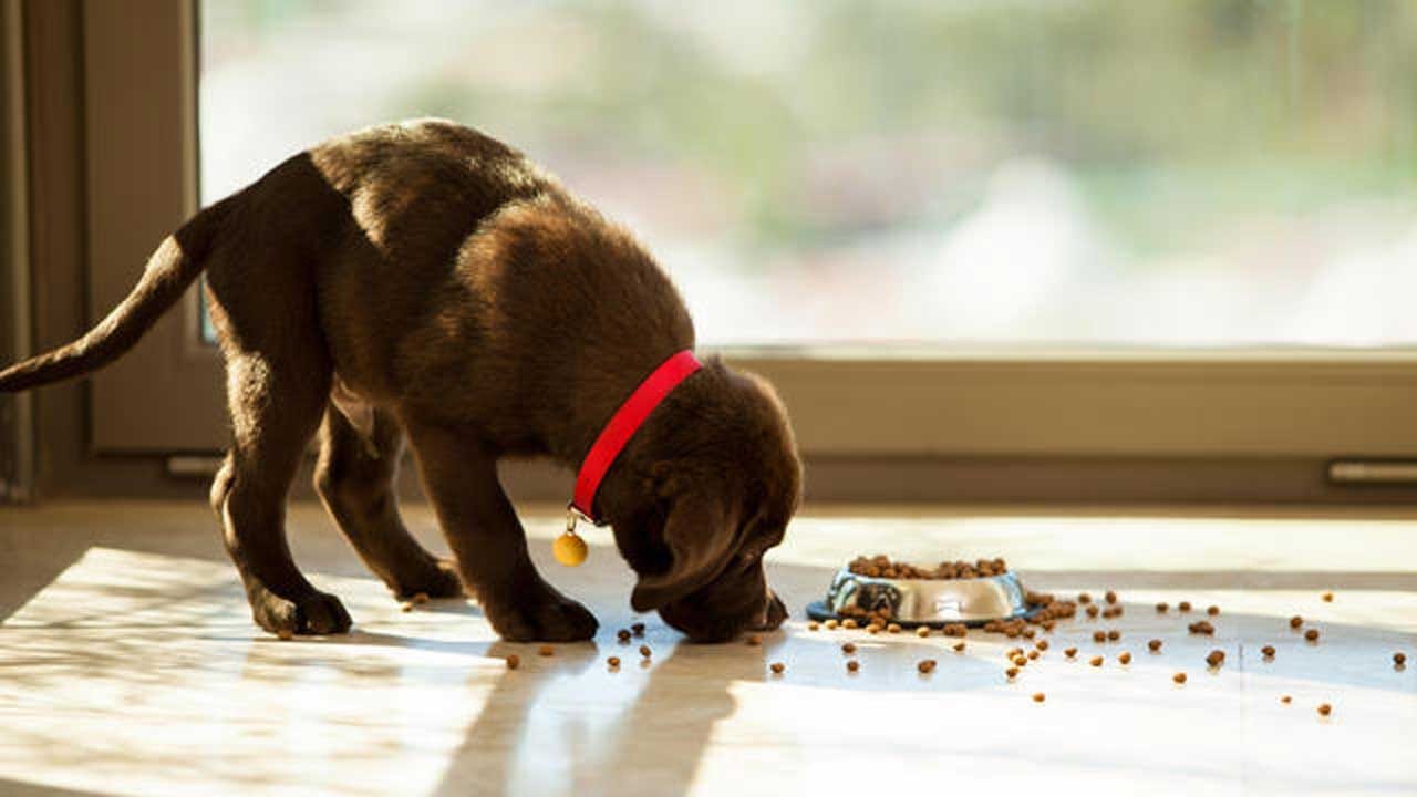16 Dog Food Brands May Cause Heart Disease In Pets, FDA Warns