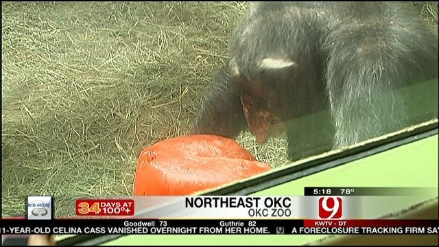 Treats Help OKC Zoo Animals Stay Cool