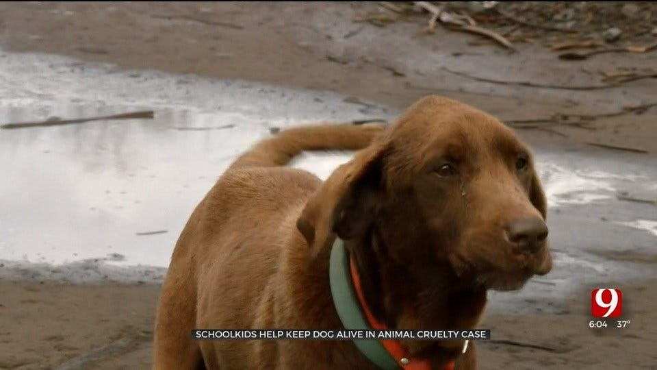 Children Help Keep Dog Alive In Animal Cruelty Case In Agra, Investigator Says