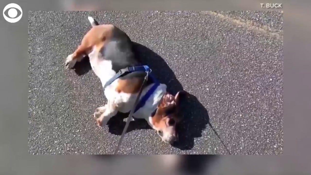 WATCH: This Basset Hound Refuses To Walk Home