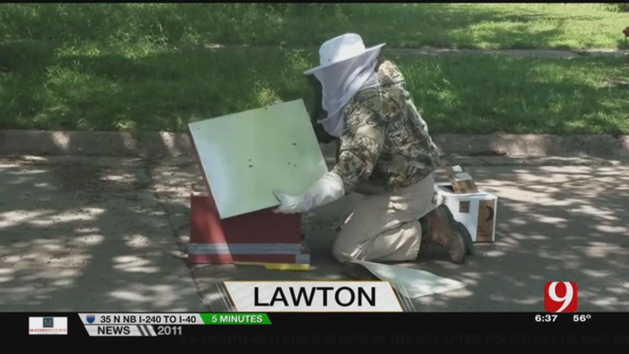Bees Swarm Lawton, City Urges Residents To Let Them Handle It