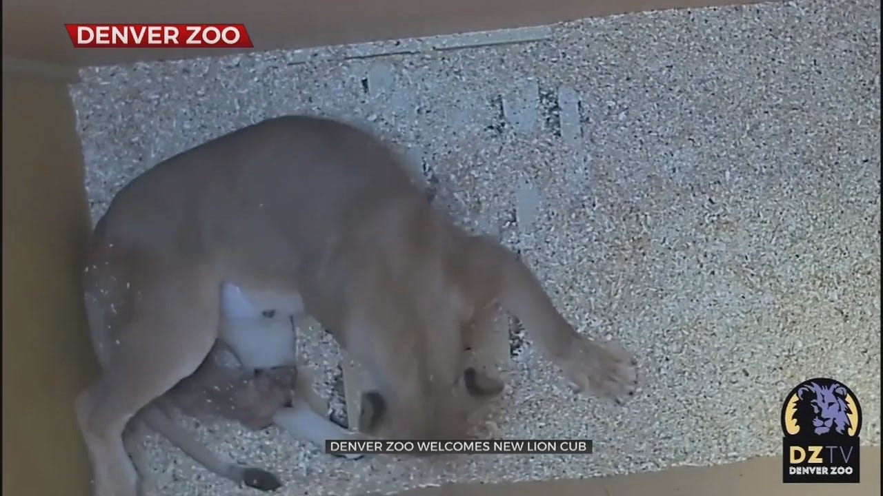WATCH: The Denver Zoo Welcomes New Baby Lion Cub