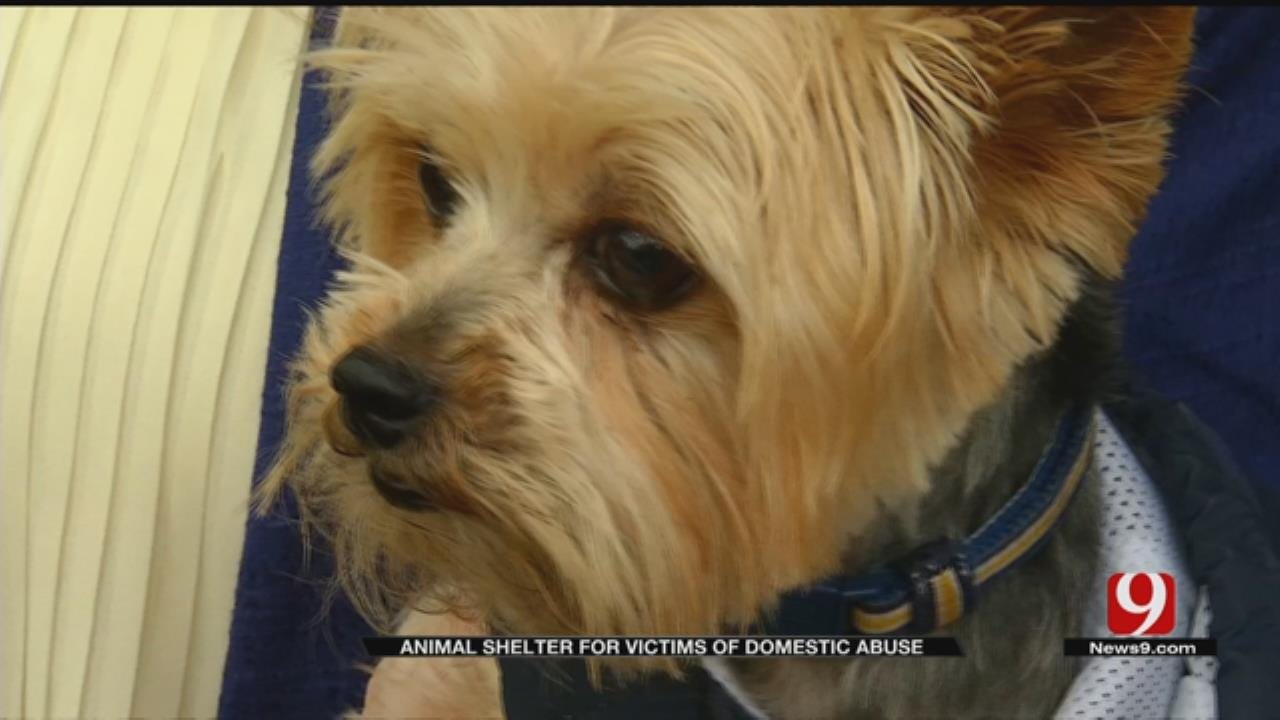 Animal Shelter For Victims Of Domestic Abuse Opens In Norman