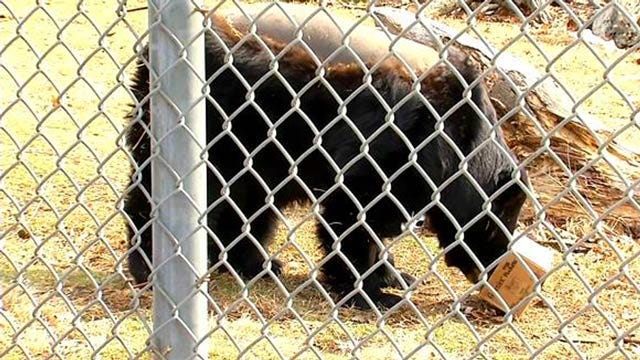 Wild Wednesday: Black Bear At Tulsa Zoo Goes Through Surgery