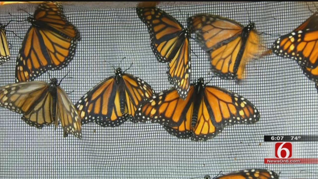 Tulsa Students Work To Save The Monarch Butterfly