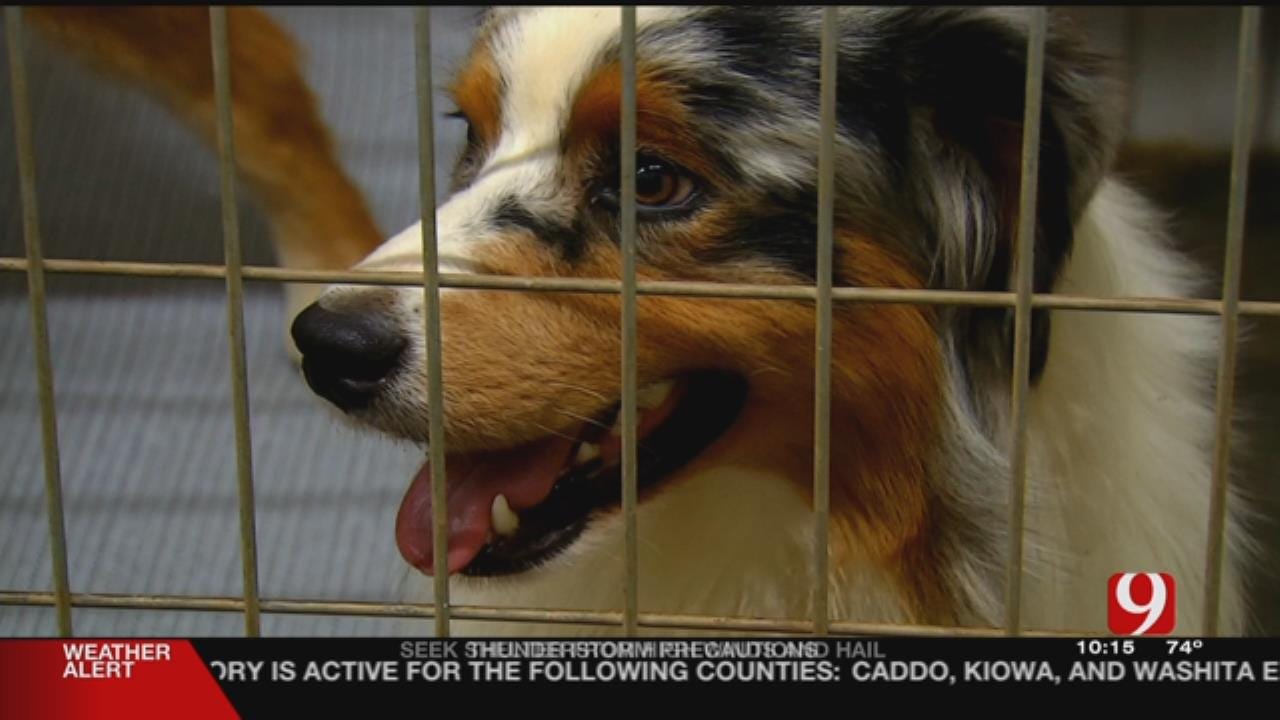 Dogs Training To Detect Early Stage Cancer