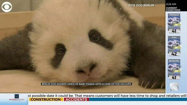 WATCH: Panda Cub Has Case Of The Hiccups