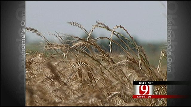 In The Field: Drought And 2011 Wheat Crop