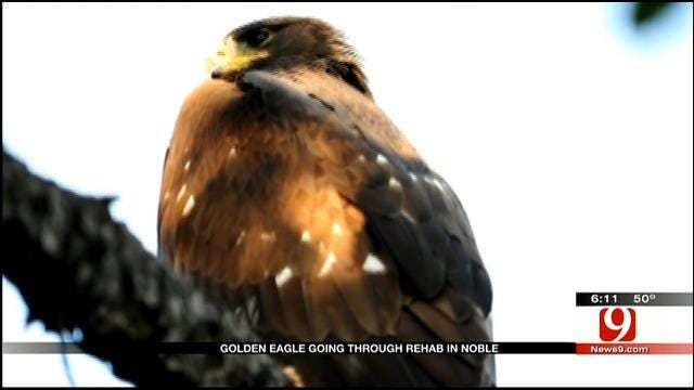 Norman Couple Rescues Golden Eagle