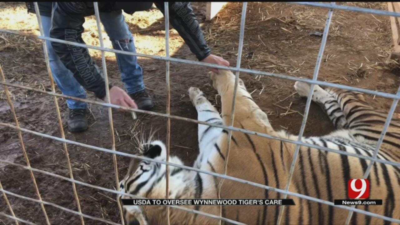 USDA To Oversee Wynnewood Tiger's Care After Alarming Video Released