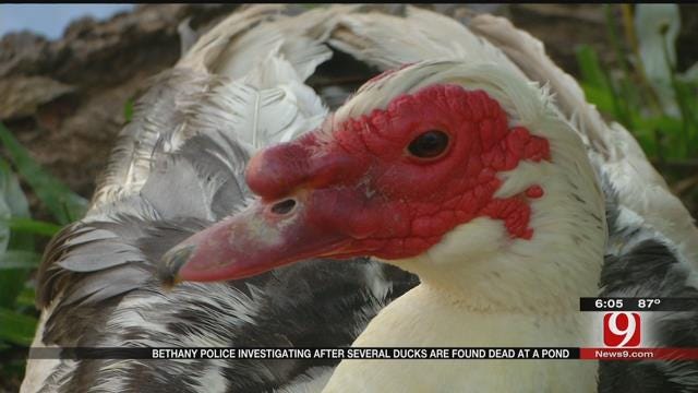 Neighbor Finds 14 Ducks Dead At Bethany Pond