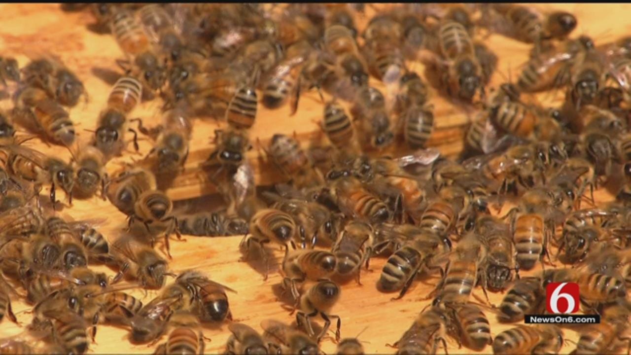 Tulsa Zoo Creates Plan To Keep Swarms Of Bees, People, Safe