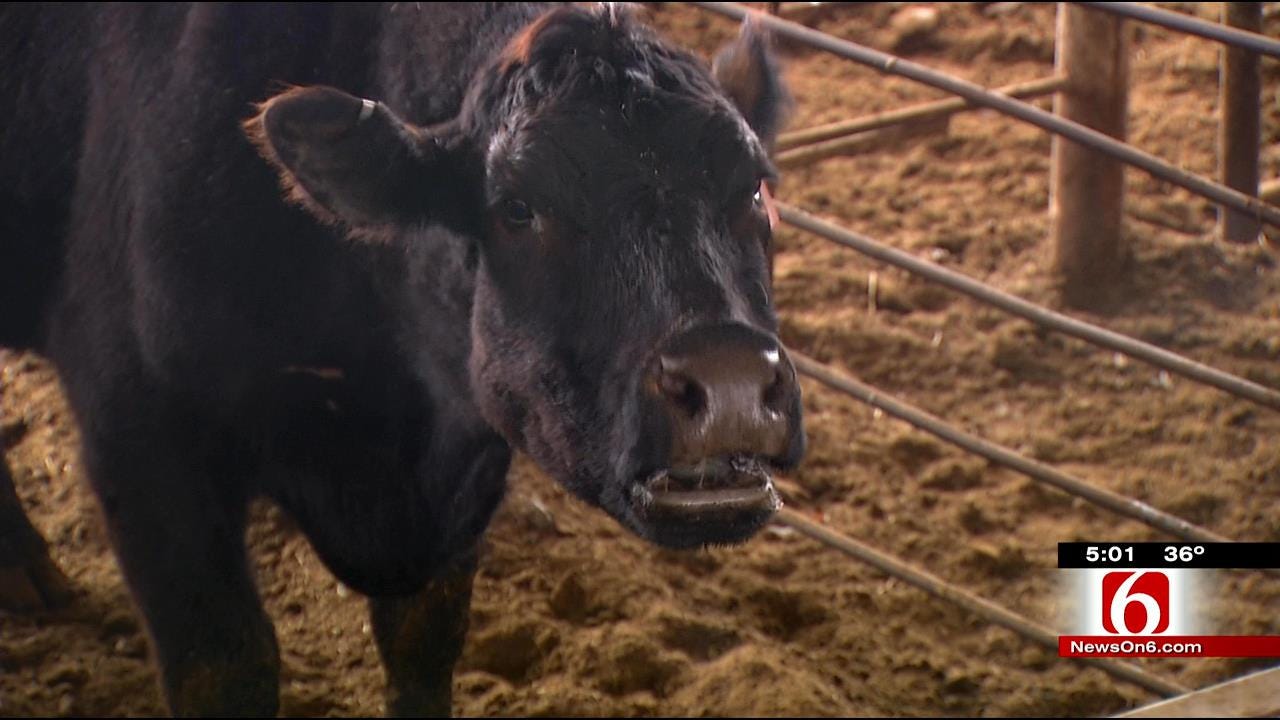 Muskogee Rancher Accused Of Animal Cruelty Denies Wrongdoing