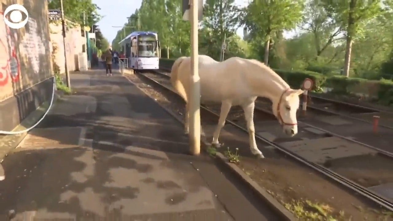 Horse Takes A Daily Walk Through Town