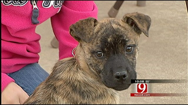 Reward Offered To Find Person Who Tossed Puppy In Dumpster