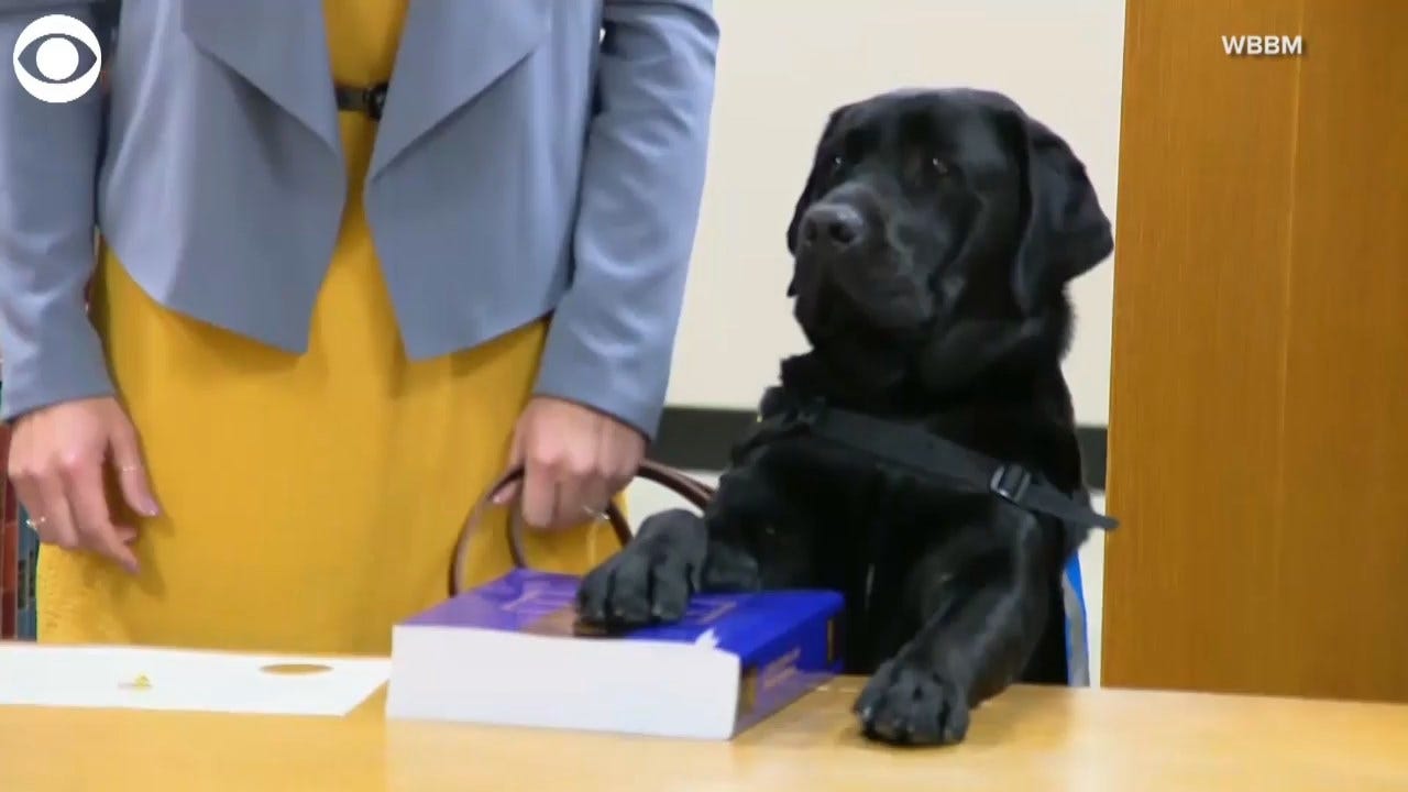 Comfort Dog Sworn In At State's Attorney's Office To Help Victims Of Sexual Assault, Violence