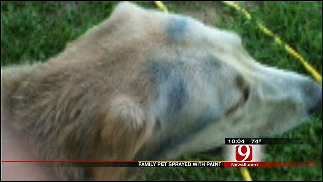 Oklahoma County Deputies Search For Person Who Spray Painted Dog