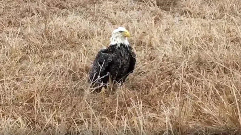 Ice-Covered Bald Eagle Rescued By Oklahoma Game Warden