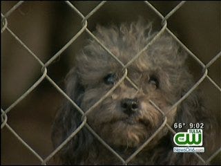 Alleged Nowata Puppy Mill Owner To Stand Trial