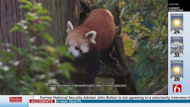 Red Panda Twin Cubs Make Debut At England Zoo