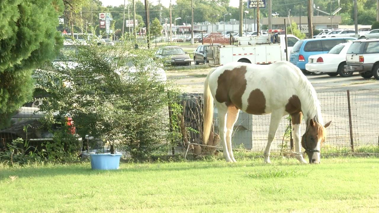 WEB EXTRA: Good Samaritans Wrangle Loose Horse In Tulsa