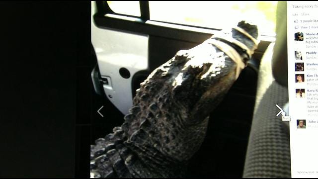 Alligator Found In Car On Tulsa College Campus