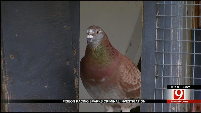 OKC Breeder Defends Pigeon Racing After PETA Investigation