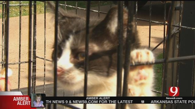 Accused Animal Hoarder Speaks Out
