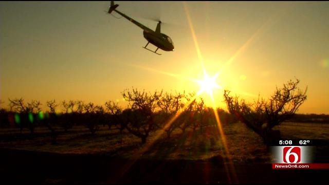 Helicopters Used To Save Porter Peach Farmer's Crop