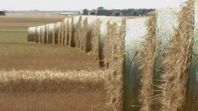 Woods County Hopes Oil Success Offsets Failing Wheat Crop