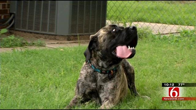 Tulsa Dog Trainer Says Learning 'Dog Language' Can Protect You, Kids From Bites