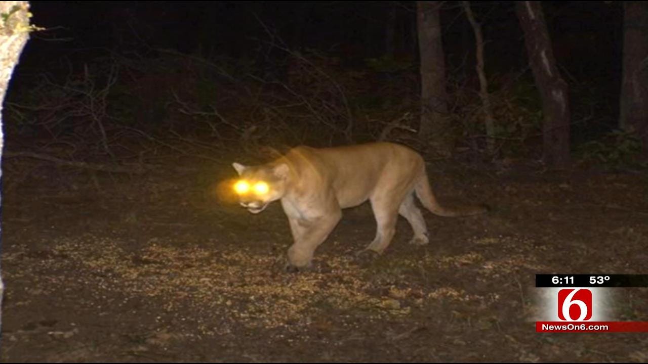 Elusive Mountain Lion Spotted On Pawnee County Land