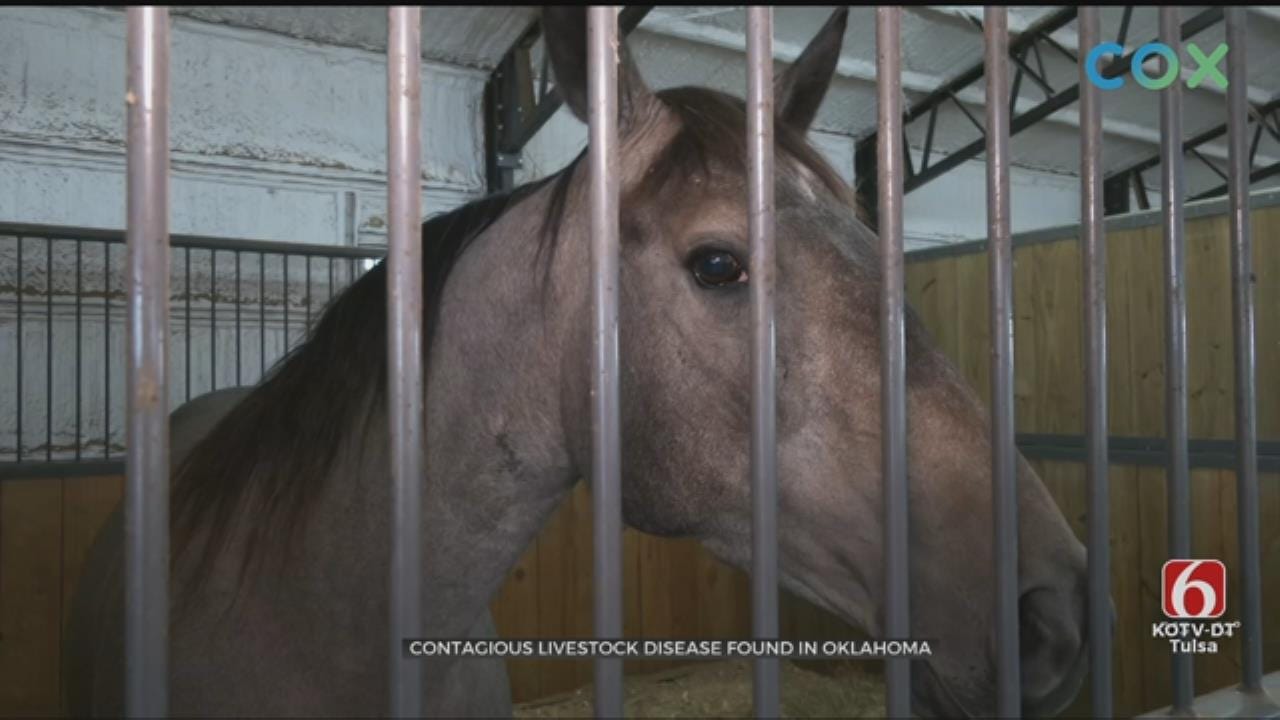 Tulsa Area Horses In Danger Of Disease