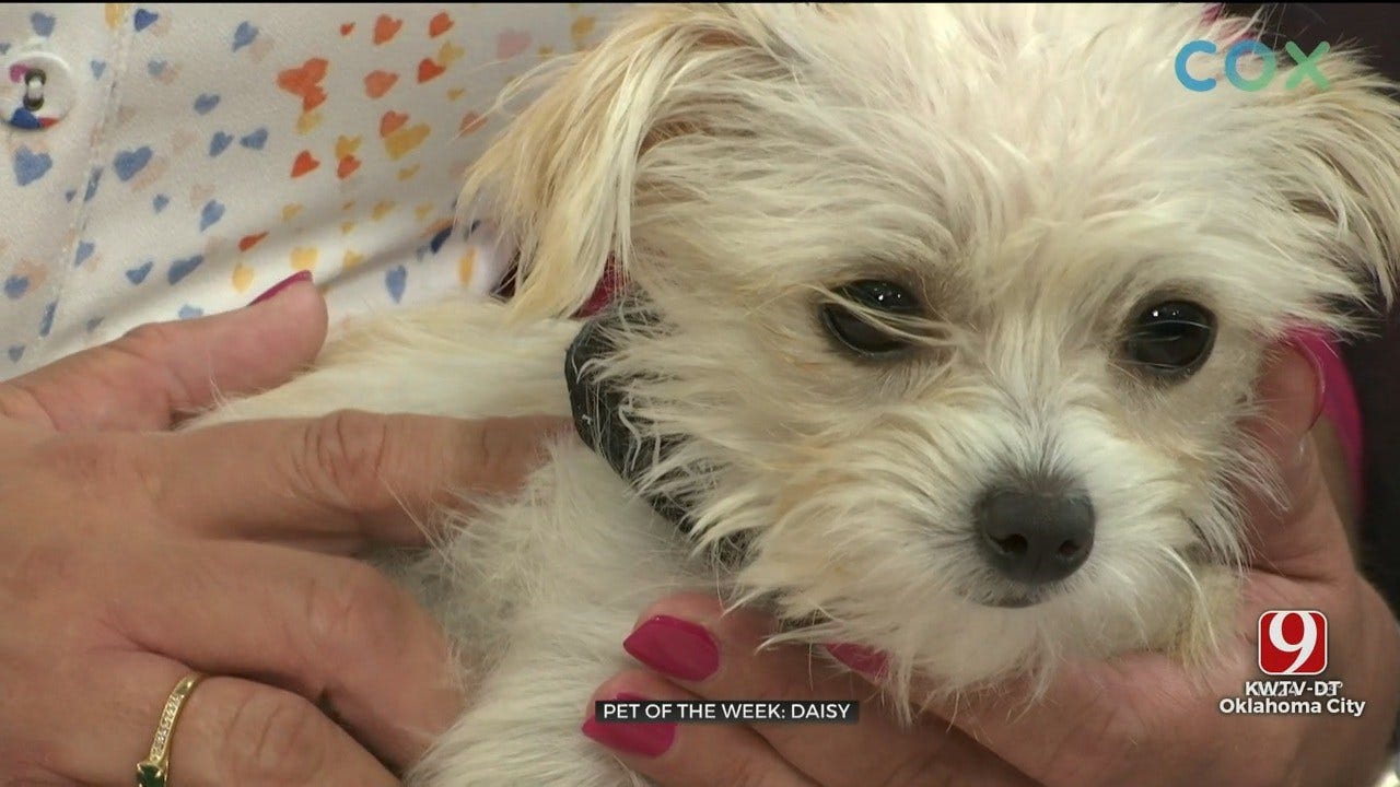 Pet of the Week: Daisy